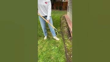 Grampa’s Weeder: Weed removal without the hassle 🌿