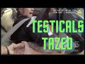 Testicals Tazed by Dark Blue Officer