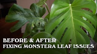 Before & After - Fixing Monstera Leaf Issues screenshot 5