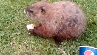 Groundhog Eating An Ice Cream Cone