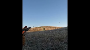 Double tap! #pheasanthunting #pointer #birdhunting #hunting #uplandhunting #birddog #hunters
