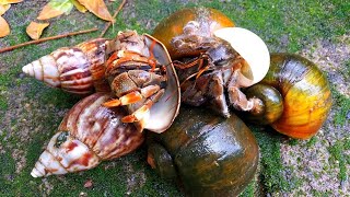 Download Lagu HUNTING SNAIL! Berburu Bekicot, Keong Mas, Keong Sawah Dan Kelomang [Keong Bekicot Siput Kelomang] MP3