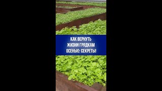Осенний секрет плодородия: 3 сидерата, которые вернут жизнь вашим грядкам