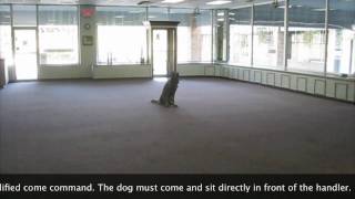Dog Training: How To Teach Your Dog The Front & Sit Command