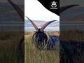 Gothic Sheep 🖤 | 5 Fun facts about Hebridean Sheep #viralvideo #trending #shorts