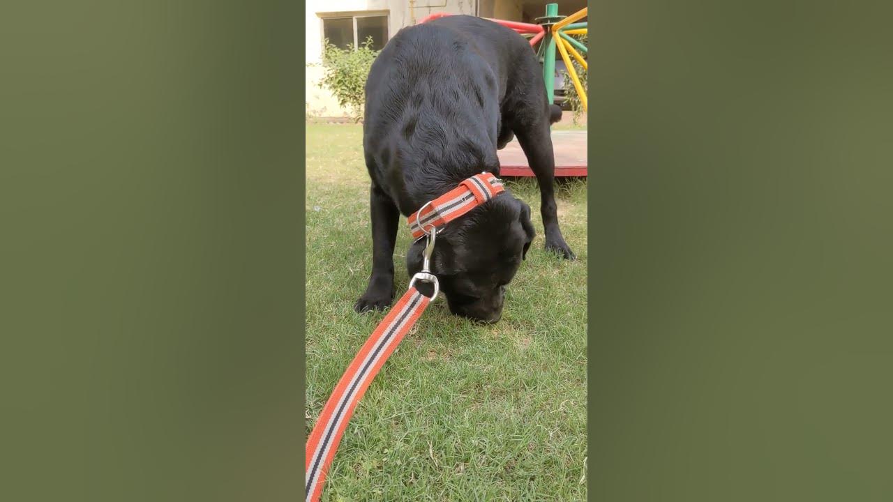why my dog eating grass? labradorretriever labrador YouTube