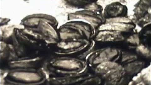 Old Wellington - Paua Shell Jewellery Manufacturing of NZ (1940ies) NZ History