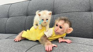 baby monkey takes care of crying newborn kitten