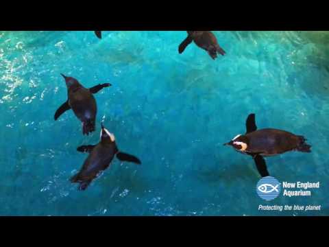 Just Some Penguins Swimming
