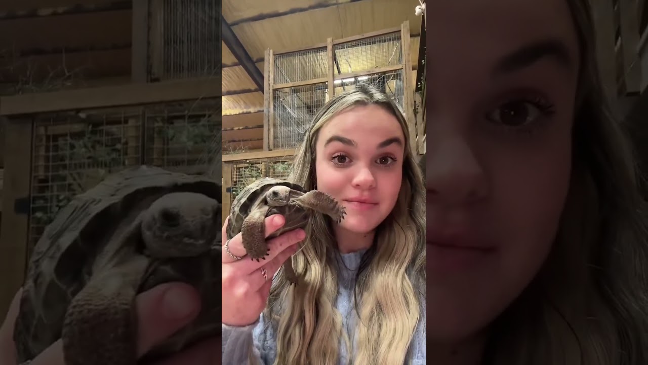 What reptiles do I have?