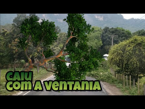QUASE QUE A ÁRVORE ACABA COM MEU FIM DE SEMANA - EP72-20