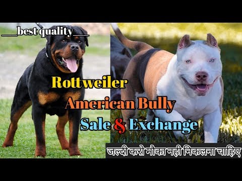 rottweiler heavy bone puppy price