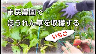 家庭菜園/ 市民農園でほうれん草を収穫する