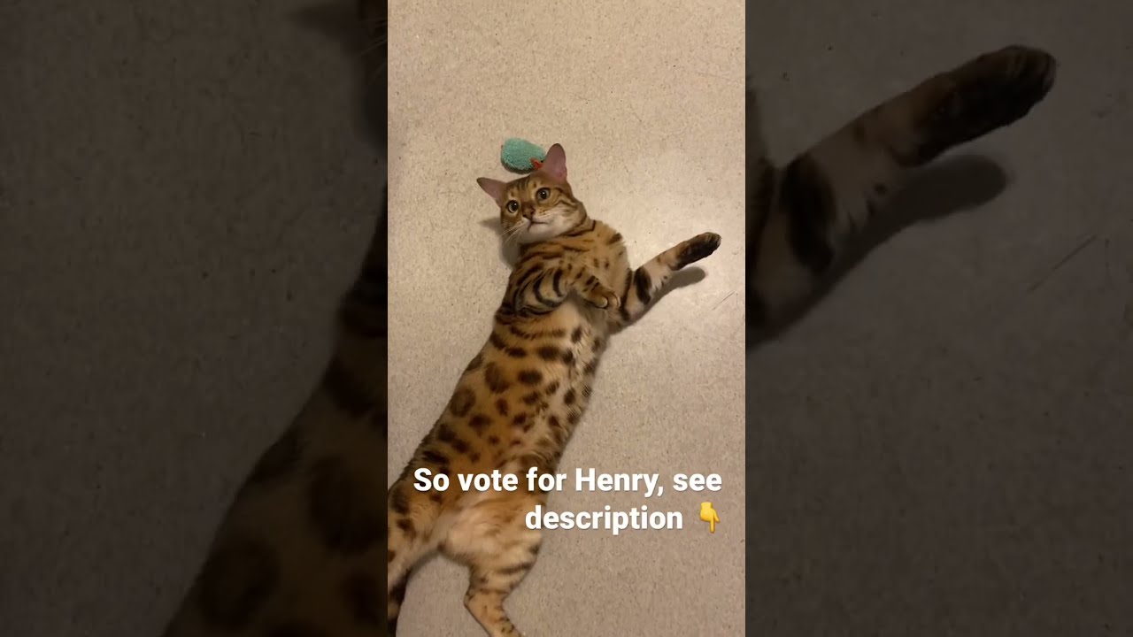 America s favorite pet youtube