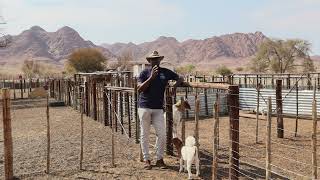 Tip of the Week-  Kraal Design