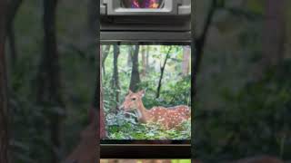 Wildlife photography #wildlife #photography #wilflifephotography #forest #deer #nature #green #wild Wildlife photography #wildlife #photography #wilflifephotography #forest #deer #nature #green #wild