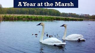 Trail Cam: 1 Year at a Remote Marsh