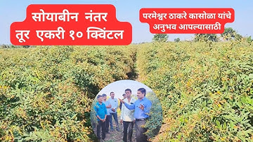 सोयाबीन नंतर तूर प्रति एकर 10 क्विंटल घेणाऱ्या शेतकऱ्यांचे अनुभव आपल्यासाठी.