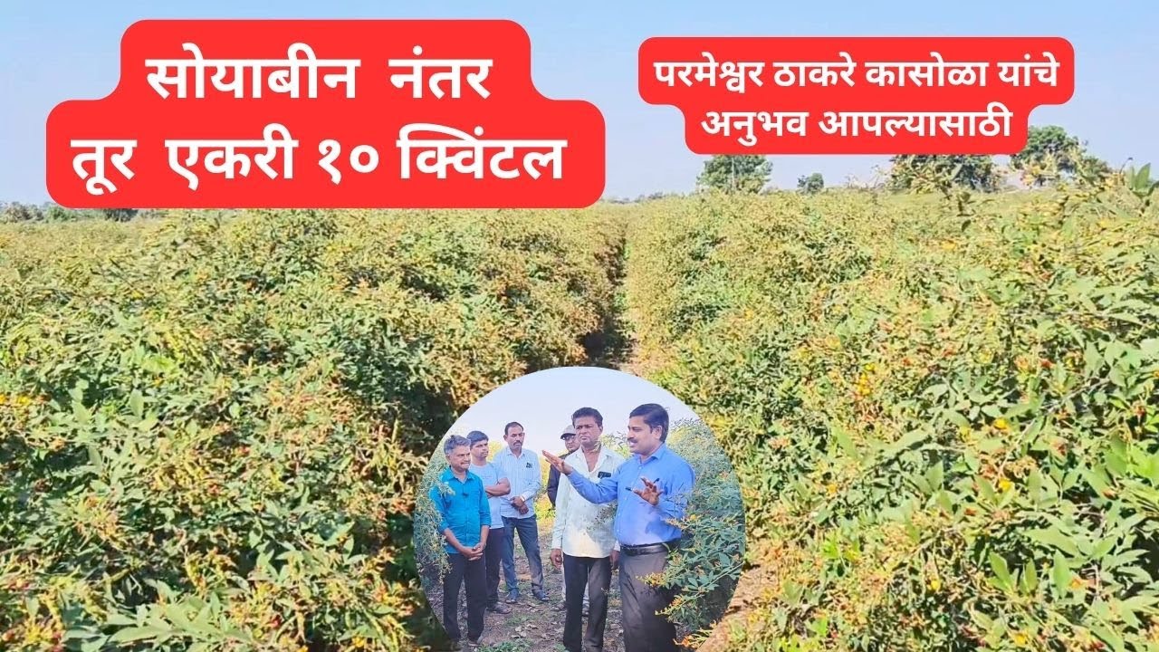 सोयाबीन नंतर तूर प्रति एकर 10 क्विंटल घेणाऱ्या शेतकऱ्यांचे अनुभव आपल्यासाठी.