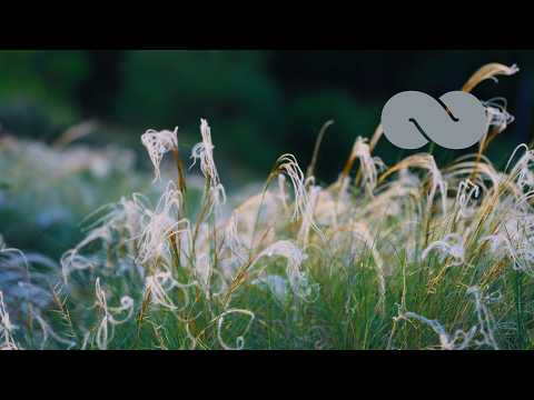 Stella: Relaxing Piano Music for Stress Relief & Relaxation | Ocb Relax
