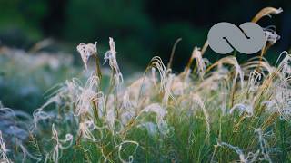 Stella: Relaxing Piano Music for Stress Relief & Relaxation | Ocb Relax