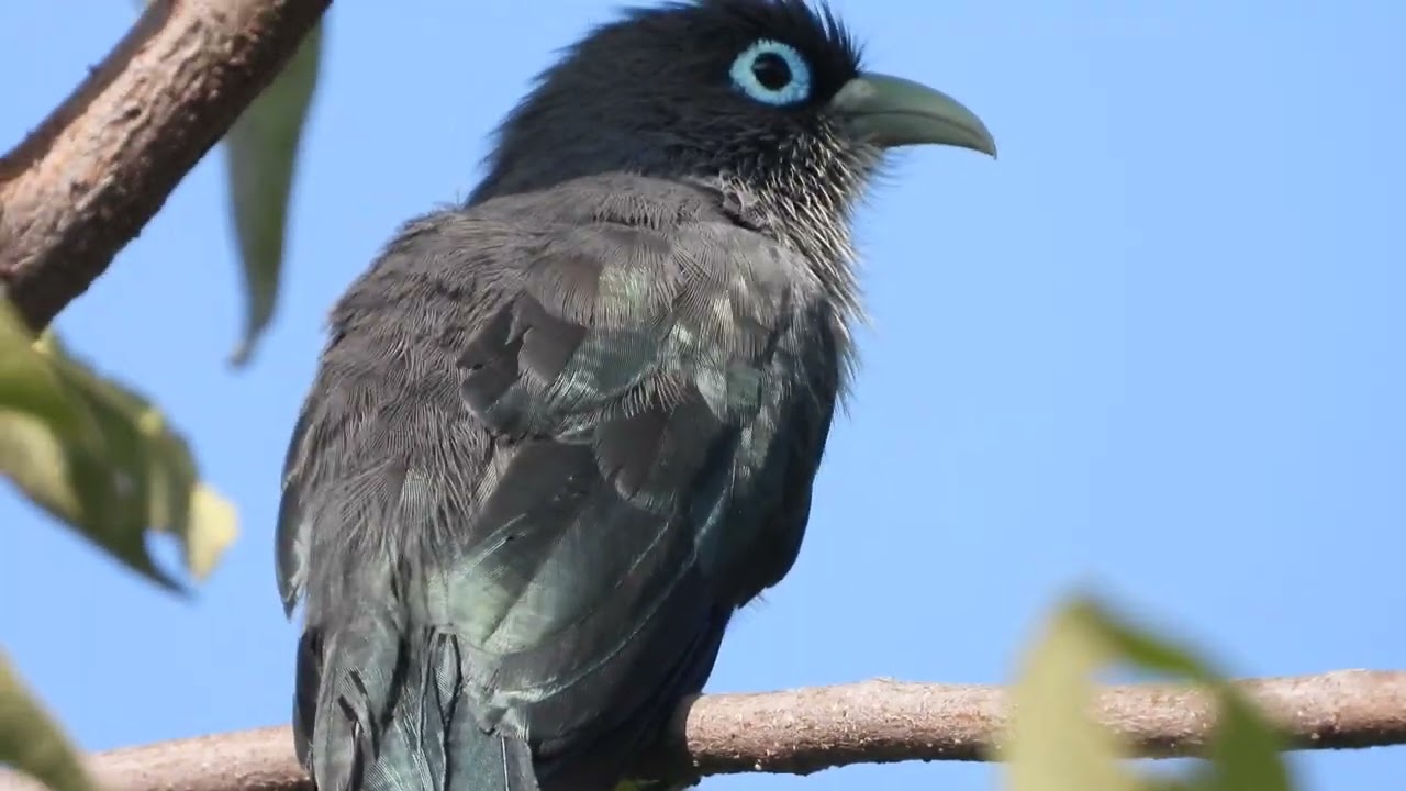 Blue faced Malkoha