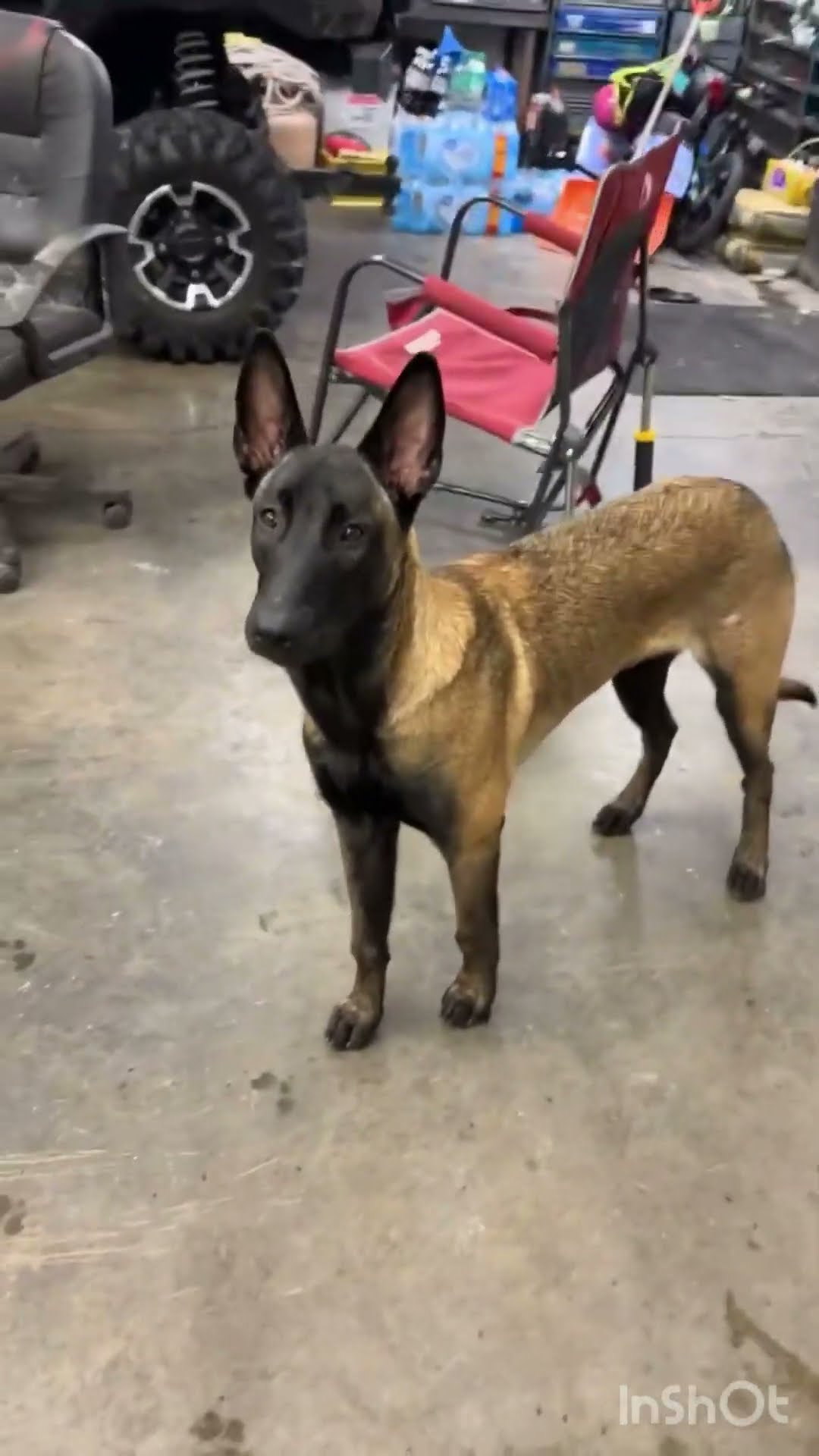 Belgian Malinois Havoc Wants to Go to the Store || ViralHog