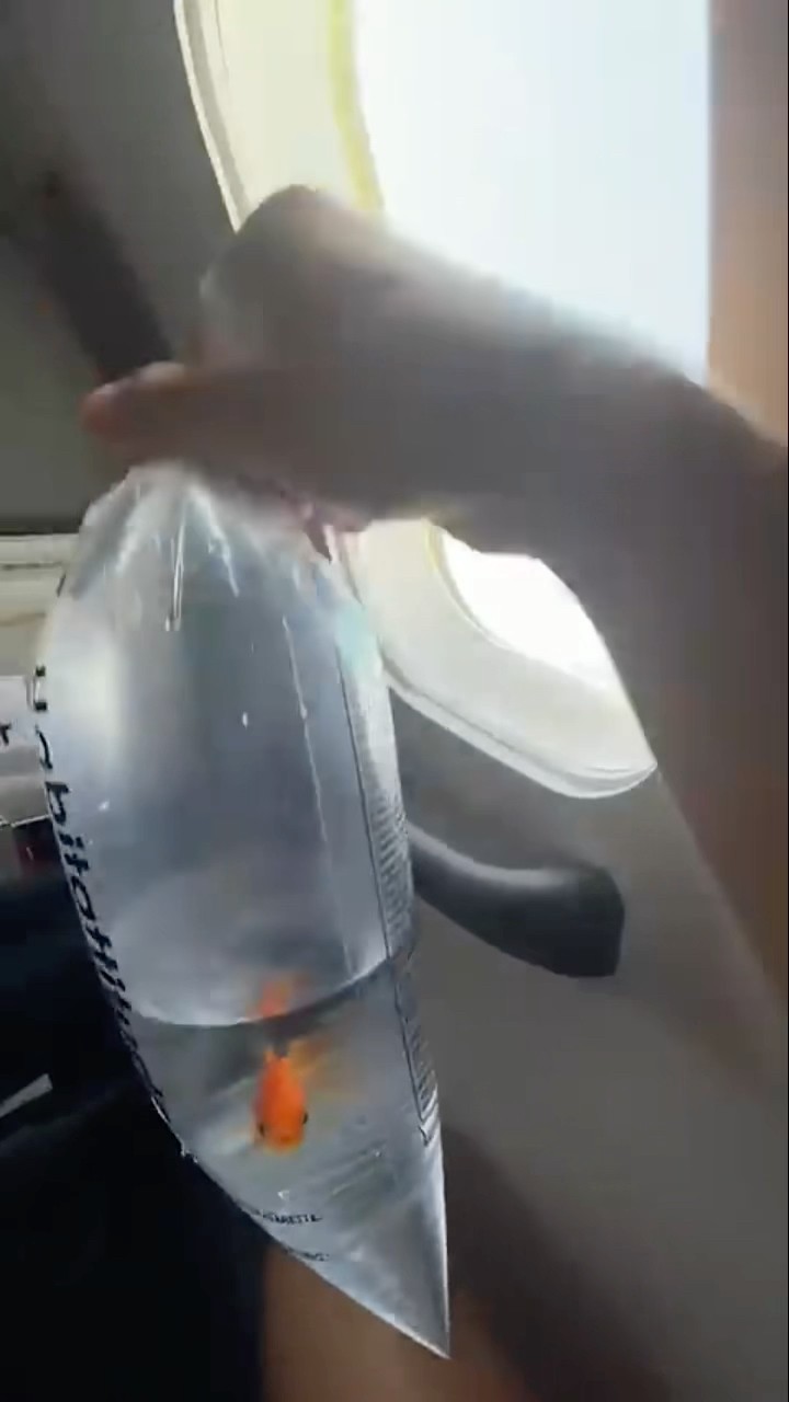 #JasonDeruloTV // Goldfish On A Plane! #GotPermissionToPost From @KazSawyer456 #MakeMeHappy