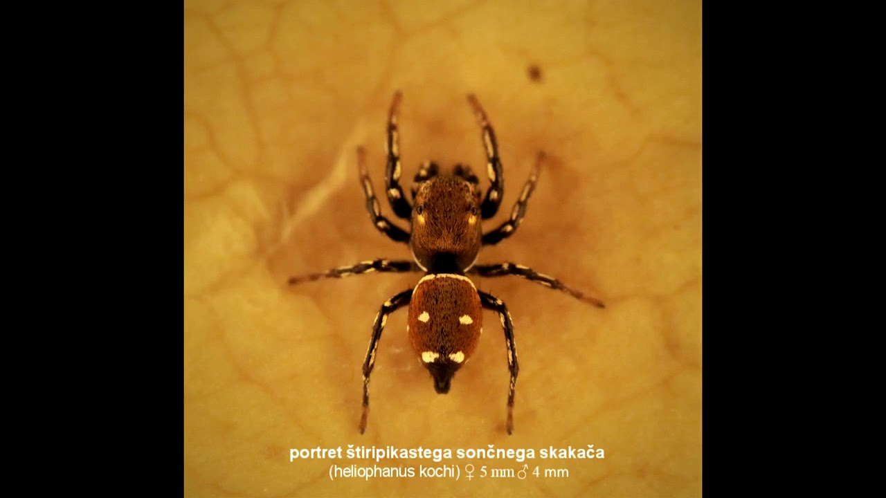 How du spiders feeding, kako se pajki hranijo, Hyptiotes paradoxus, Heliophanus kochi, Marinko tone