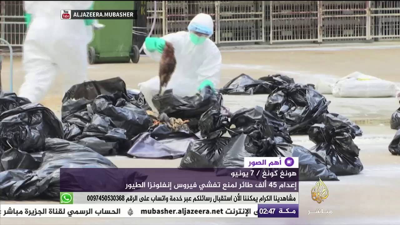 شاهد لماذا أعدمت الصين 45 ألف طائر