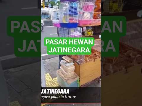 Pasar hewan Jatinegara #pasarhewan #pasarhewanjatinegara