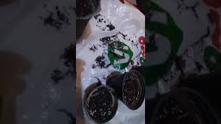 کاشت بذر های ریحان بنفش خیار کدو هندونه فلفل دلمه