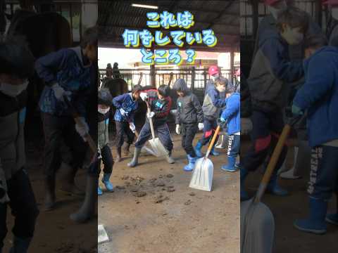 幡多農業高校で酪農体験！ #高知県  #四万十市 #児童館