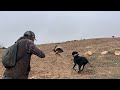      2023   قنص الحجل و الأرنب بالمغرب