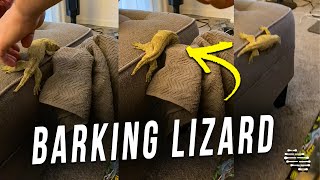 Lizard Thinks It Is a Dog and Barks at Owner