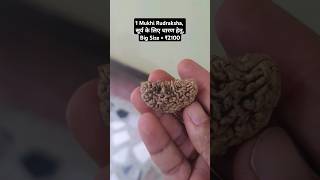 1 Mukhi Rudraksha