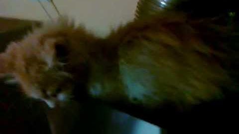 Котэ трубу шатал))).mp4