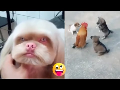 Baby & Cute-Cat & Dogs|Funny Videos_cat_dog_shorts #comedy #shorts #viral #funny #youtubeshorts#Cute