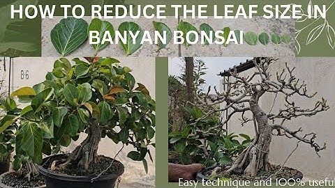 How to reduce leaf size on your Banyan Bonsai Tree @adityastinytrees