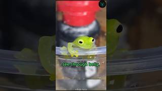 Glass Frog – Nature’s Invisible Guardian #shorts I #wildlife #glassfrog #naturefacts #invisible