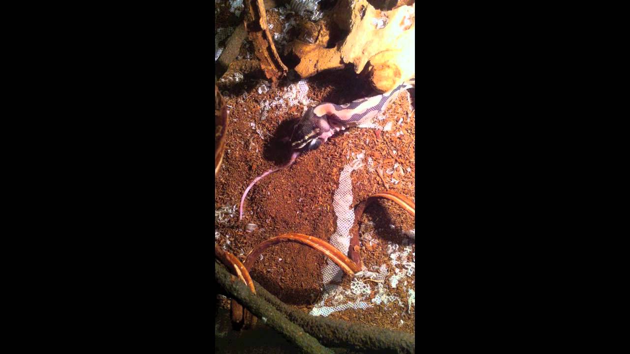 snake oil Ball Python snake eating a rat sped up 8X