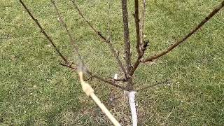 Miedzian Czy Olej Parafinowy? Który Oprysk Pierwszy?