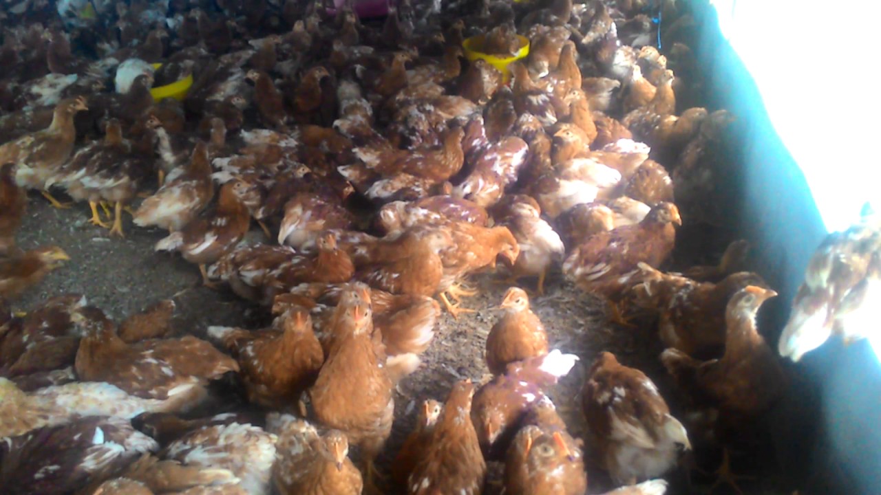 Bibit Pullet Ayam Petelur Ras 16 YouTube