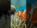 Did you know all Clown Fish are born Male? #didyouknow
