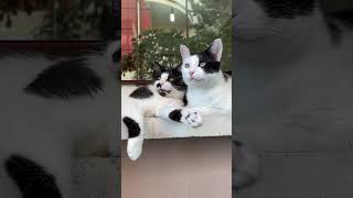 the two talking cats (2024 version) || ekekekkekkek