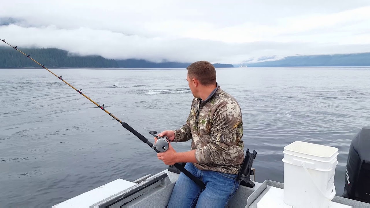 Dall porpoise and Halibut fishing. Icy Strait Point. YouTube