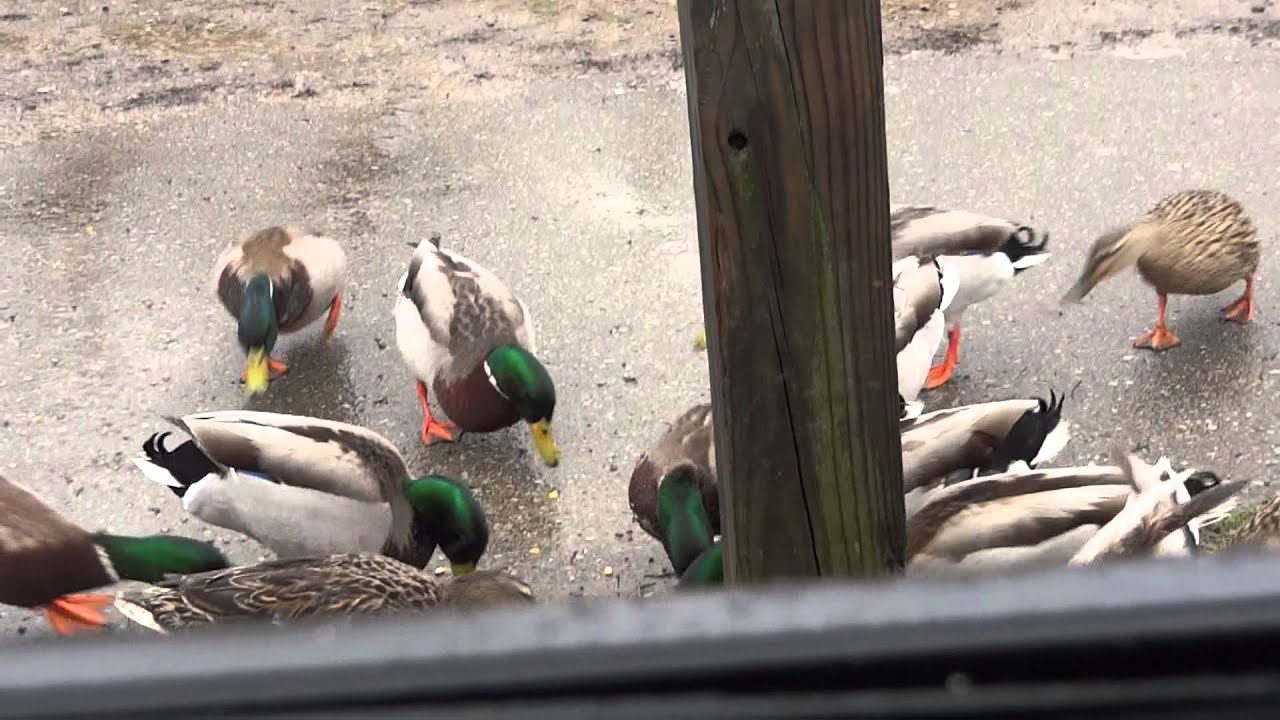 Mallards Along The Shiawassee