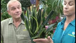 Bringing Indoor Plants back Inside