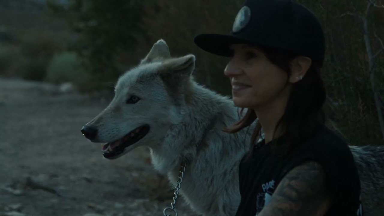 Wolf Connection X Lobos | Wolf Day