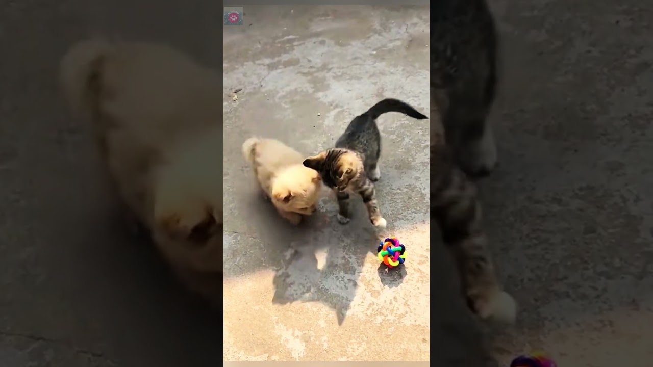 A story about a kitten and a puppy